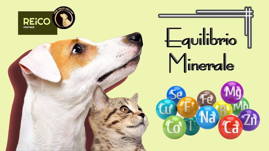 Equilibrio Minerale