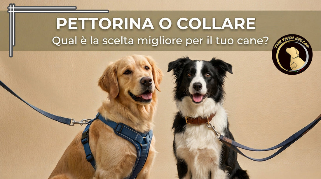 Pettorina o Collare