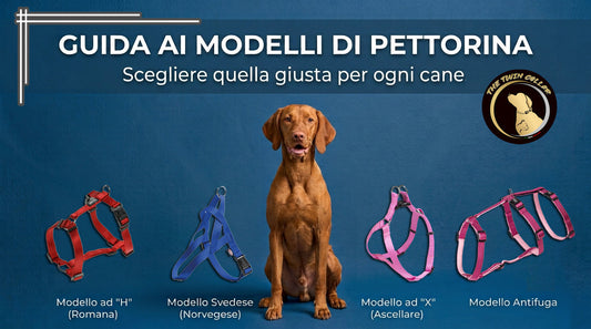 Guida ai modelli di pettorina